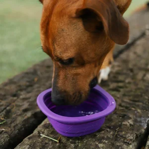 Zeedog Comedero Bebedero Portátil Go Bowl Para Perros