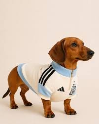 Buzos Para Perro Seleccion Argentina Blanco